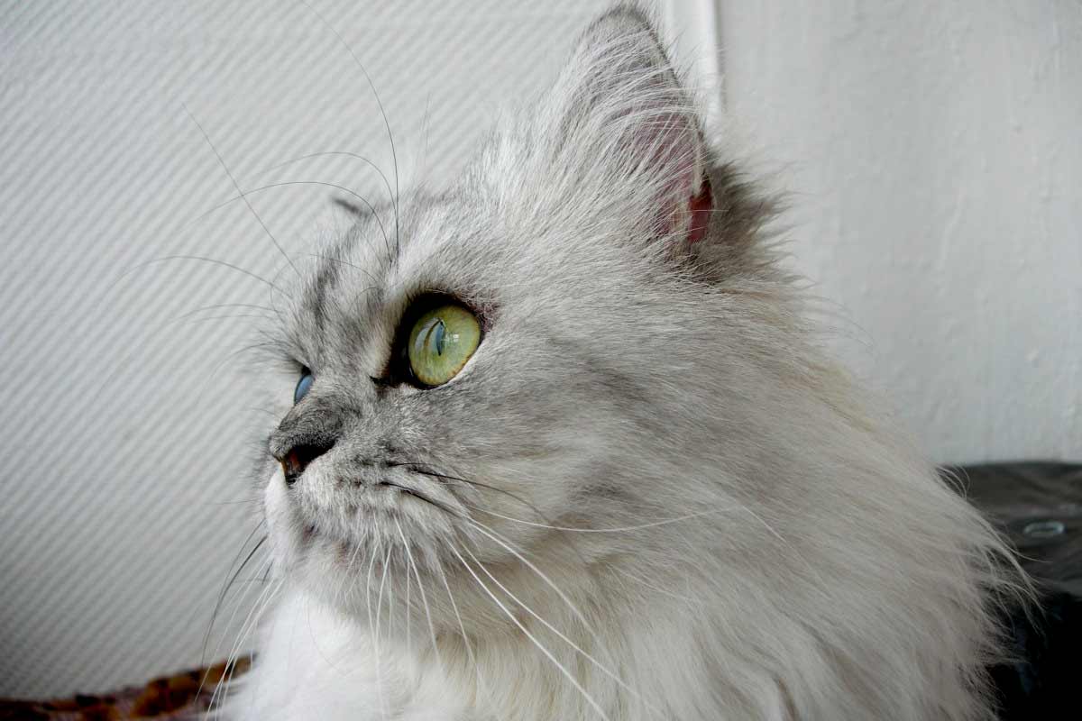 Himalayan Cat Breed Profile_Signs Your Cat is Lonely