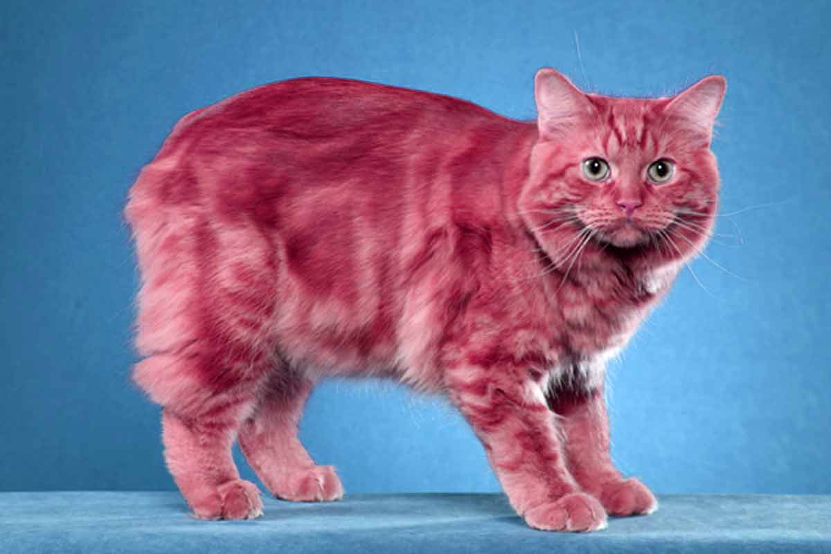 Cymric Cat Breed: Profile, Traits, Health, Grooming, Care - CatBounty