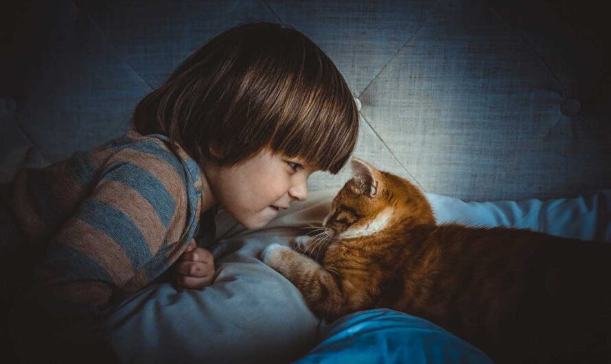 How Do Cats Choose Their Favorite Person? Signs, Behavior