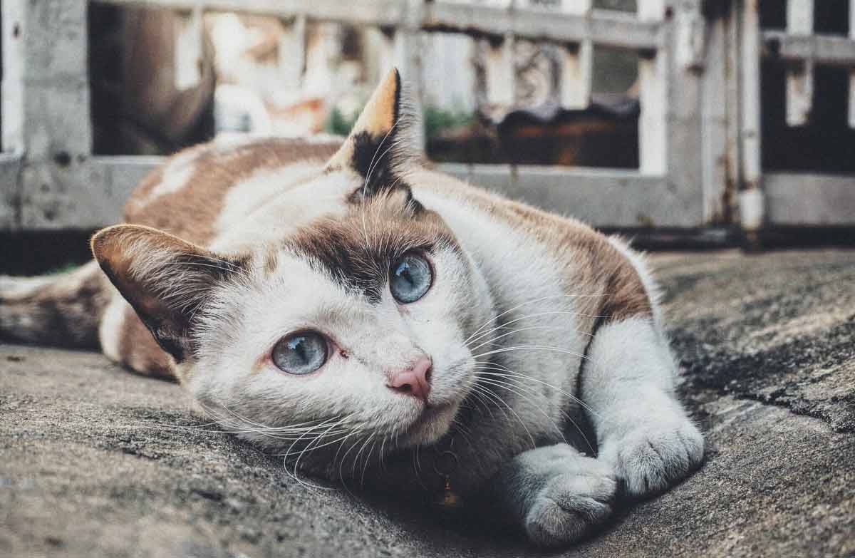 Abscesses in Cats: Symptoms, Causes, Treatment, Care - CatBounty